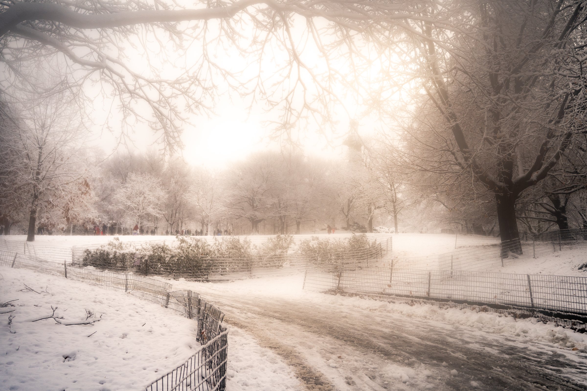 Snowy Central Park path with misty dreamy golden light through bare trees